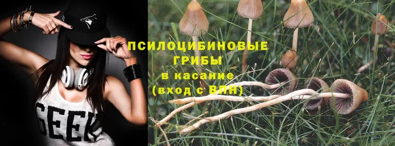 наркотики  Воскресенск  Псилоцибиновые грибы Magic Shrooms 